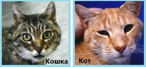 Кого выбрать, кота или кошку – советы и рекомендации