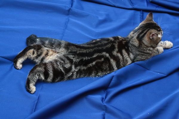 Кого выбрать, кота или кошку – советы и рекомендации