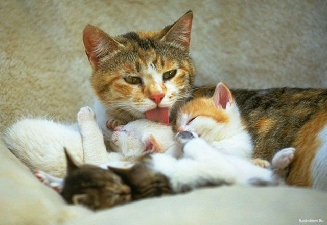 Кого выбрать, кота или кошку – советы и рекомендации