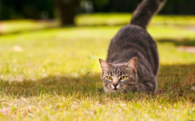 Кого выбрать, кота или кошку – советы и рекомендации