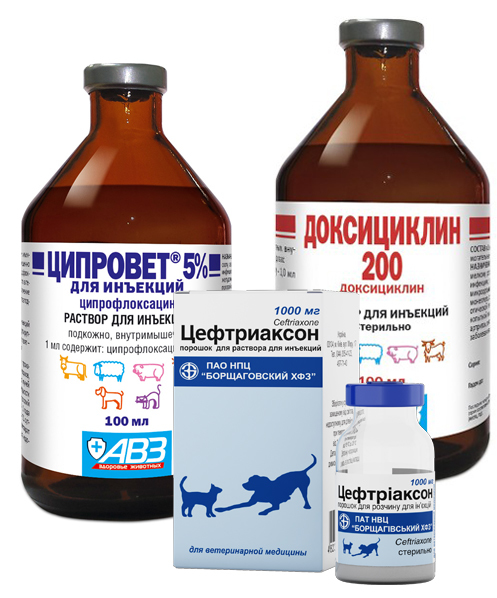 Конъюнктивит у кошек - симптомы, лечение