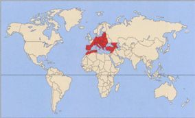 Коршуны – фото, описание, ареал, рацион, враги, популяция