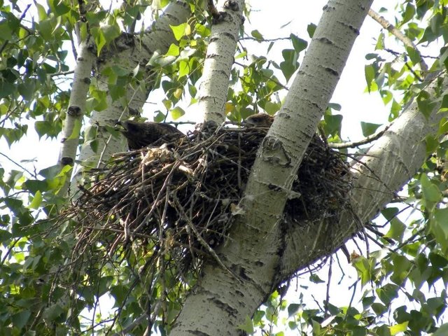 Коршуны – фото, описание, ареал, рацион, враги, популяция