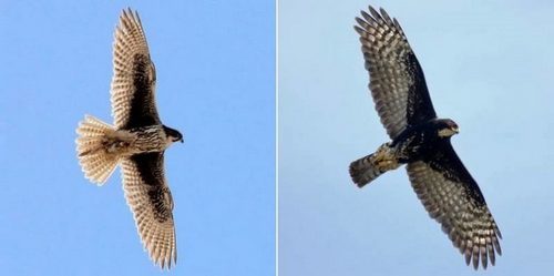 Коршуны – фото, описание, ареал, рацион, враги, популяция