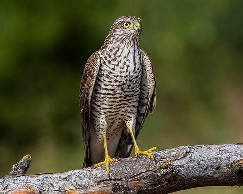 Коршуны – фото, описание, ареал, рацион, враги, популяция