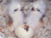 Коршуны – фото, описание, ареал, рацион, враги, популяция