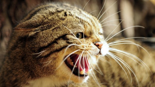 Кошка рычит и шипит – причины, действия