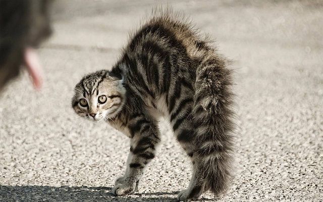 Кошка рычит и шипит – причины, действия