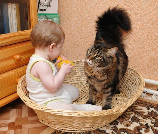 Кошка рычит и шипит – причины, действия