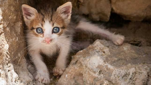 Кошка рычит и шипит – причины, действия