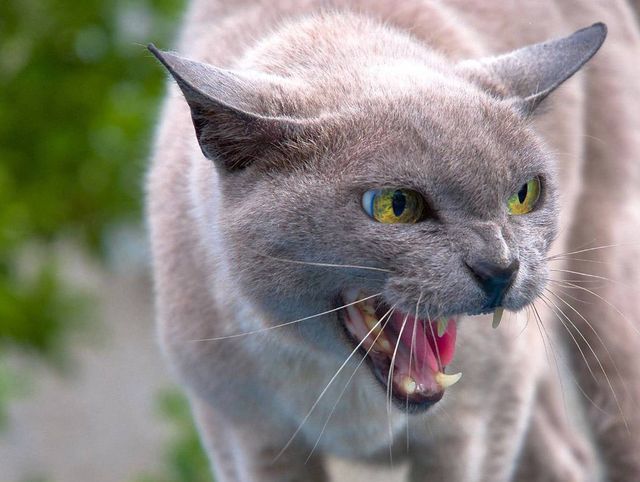 Кошка рычит и шипит – причины, действия