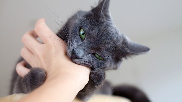 Кошка рычит и шипит – причины, действия