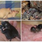 Крысы – фото, описание, ареал, рацион, враги, популяция