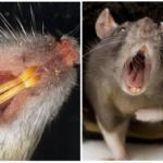 Крысы – фото, описание, ареал, рацион, враги, популяция