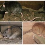 Крысы – фото, описание, ареал, рацион, враги, популяция