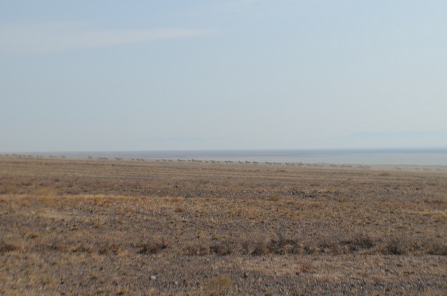 Кулан – фото, описание, ареал, рацион, враги, популяция
