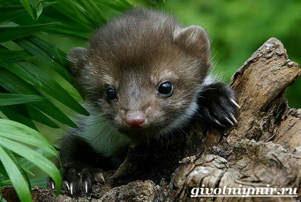 Куницы – фото, описание, ареал, враги, популяция