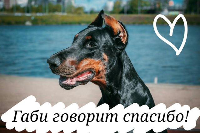 Купить щенка добермана в Москве: питомники доберманов
