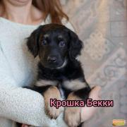 Купить щенка добермана в Москве: питомники доберманов