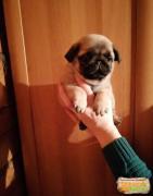 Купить щенка мопса в Москве: питомники мопсов