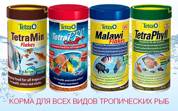 Лабео биколор (двухцетный) – фото, описание, содержание, питание, размножение, купить