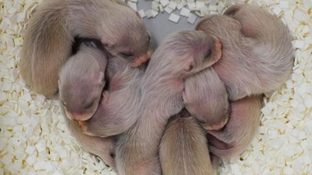 Ласка - фото, описание, ареал, рацион, враги, популяция