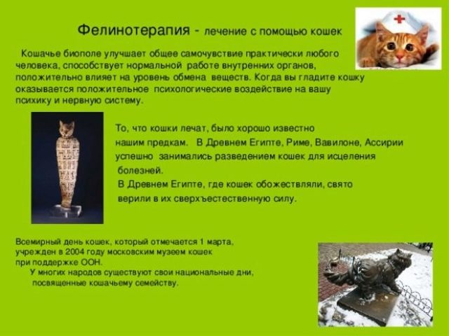 Лечение кошками (Фелинотерапия). Какая порода, какие болезни лечит