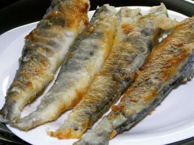 Ледяная рыба – фото, описание, ареал, рацион, враги, популяция