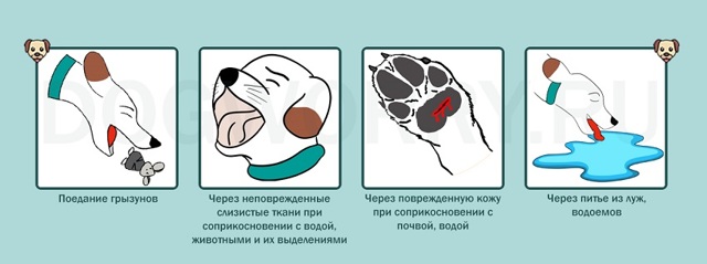 Лептоспироз у собак – описание, симптомы, лечение, профилактика
