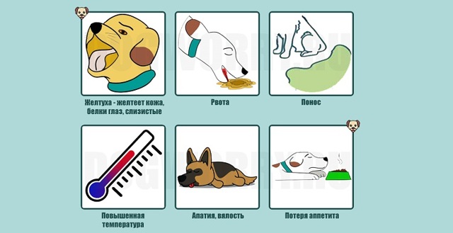 Лептоспироз у собак – описание, симптомы, лечение, профилактика