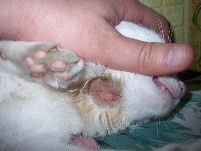 Лишай у кошки – виды, симптомы, лечение, профилактика