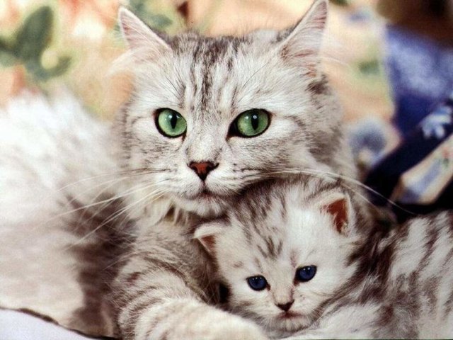 Лишай у кошки – виды, симптомы, лечение, профилактика