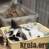 Львиноголовый кролик – фото, описание, содержание, купить, отзывы