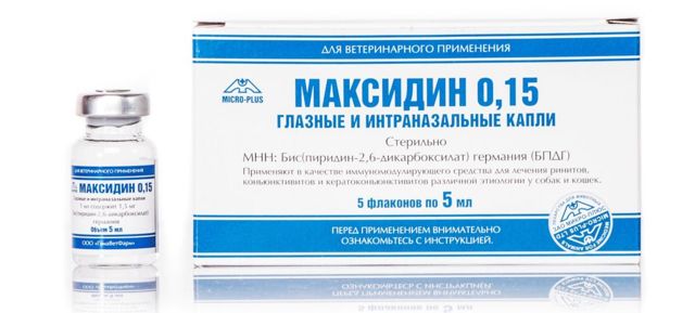 Максидин для кошек – назначение, инструкция, отзывы
