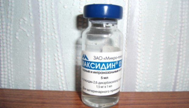 Максидин для кошек – назначение, инструкция, отзывы