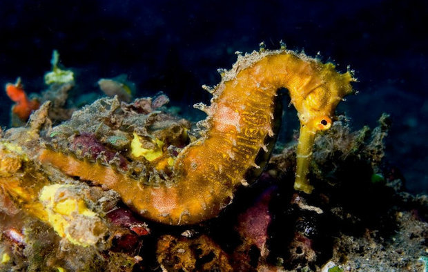 Морские коньки - фото, описание, содержание, размножение, купить