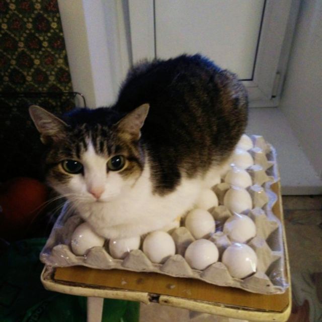 Можно ли кошкам давать яйца – польза, режим кормления, противопоказания