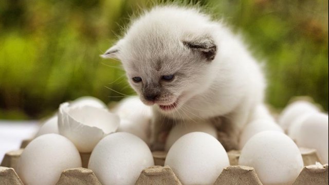 Можно ли кошкам давать яйца – польза, режим кормления, противопоказания