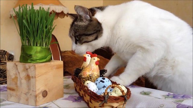 Можно ли кошкам давать яйца – польза, режим кормления, противопоказания