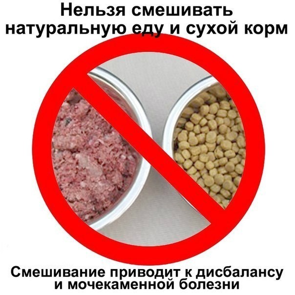 Можно ли собакам сухой корм – польза или вред?