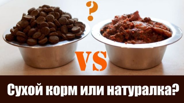 Можно ли собакам сухой корм – польза или вред?