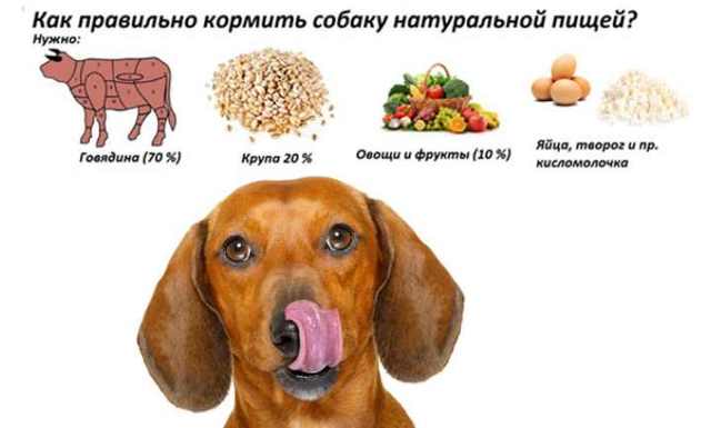 Можно ли собакам сухой корм – польза или вред?