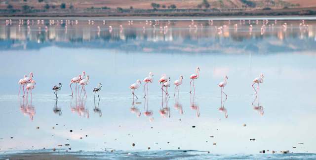 Мусанги – фото, описание, ареал, рацион, враги, популяция