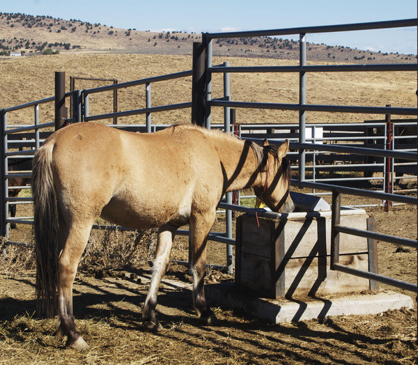 Мусанги – фото, описание, ареал, рацион, враги, популяция