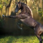 Мусанги – фото, описание, ареал, рацион, враги, популяция