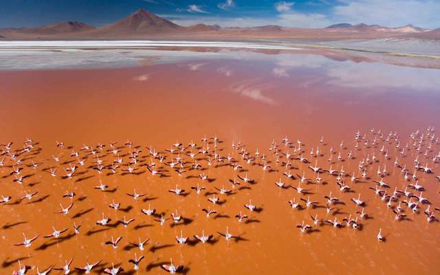 Мусанги – фото, описание, ареал, рацион, враги, популяция