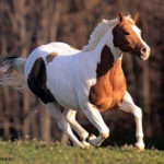 Мусанги – фото, описание, ареал, рацион, враги, популяция