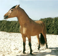 Мусанги – фото, описание, ареал, рацион, враги, популяция