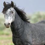 Мусанги – фото, описание, ареал, рацион, враги, популяция