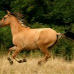 Мусанги – фото, описание, ареал, рацион, враги, популяция